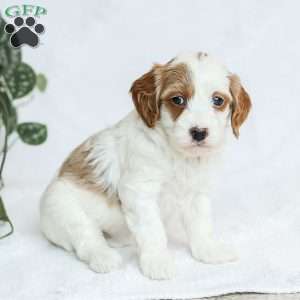Monet F1b, Cavapoo Puppy